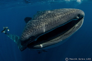 Qatar Whaleshark by Henrik Gram Rasmussen 